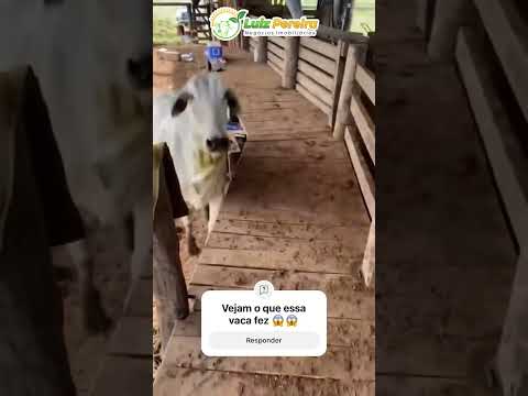 Se cuida peão, vou te pegar #Boiadeiro#Boibravo#Agro#Touro#Nelore#Vidanaroça #rodeio#montaria#cowboy