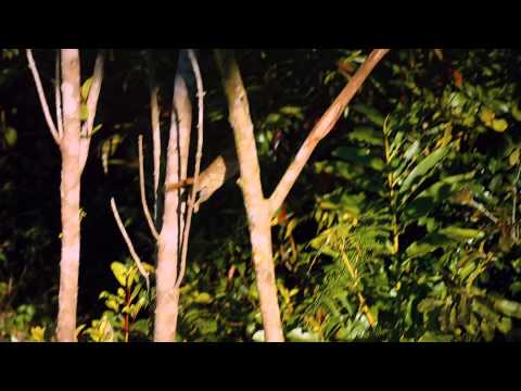 Island of Lemurs Madagascar