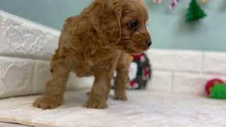 ハーフ犬の動画01