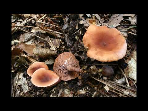 Lactarius camphoratus
