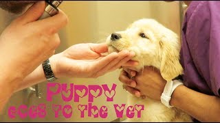 Puppy Goes to the Vet | Crazy8Family