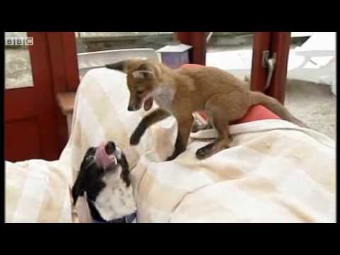 Fox kit becomes friends with Dog