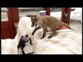 Fox kit becomes friends with Dog 