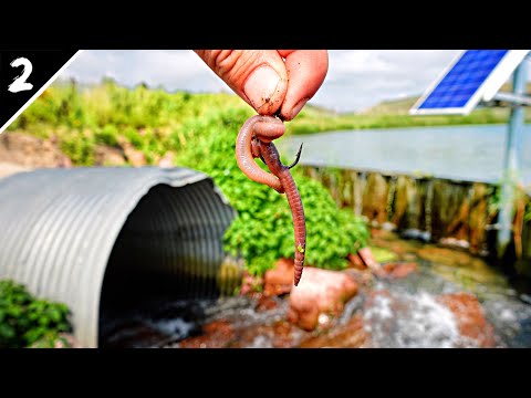 Float Fishing At The Mouth Of A CRYSTAL CLEAR CREEK!!! (Nightcrawler Balls)