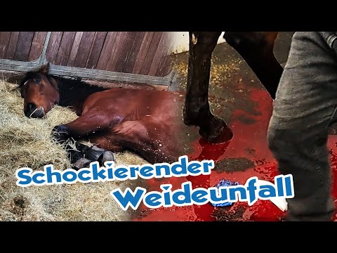 Lebensgefährliche Verletzung beim Nachwuchspferd - So schnell kann man sein Pferd verlieren