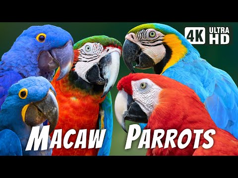 The Majestic Macaw | A Colorful Journey Into The Magnificent World Of Parrots | Amazon Rainforest