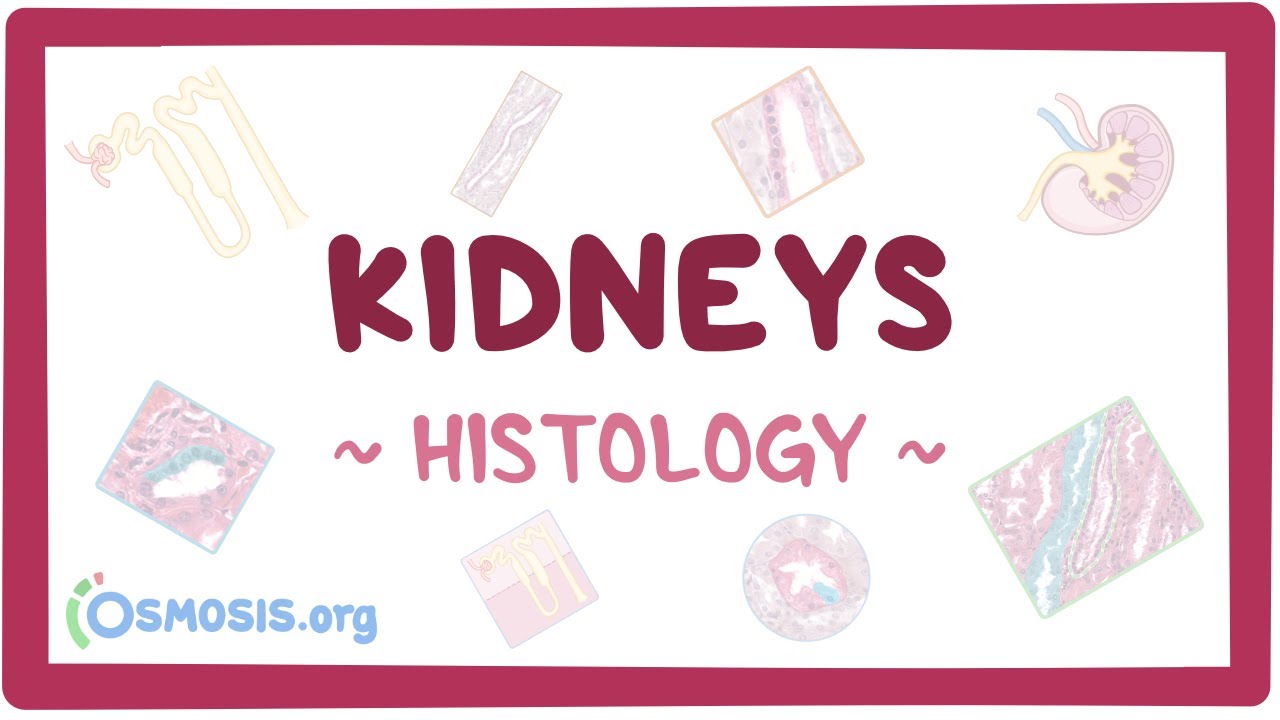 Kidneys: Histology