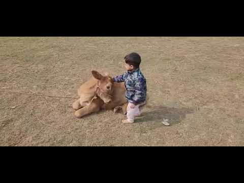 Insiya playing with a 🐮.#kidsvideo #viralvideo #cutebaby #animal #comedy