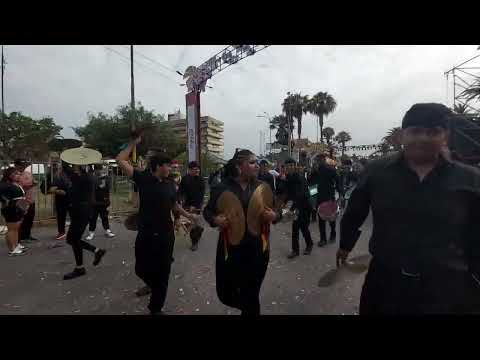 Gato Andino 2026 Arica y Parinacota...