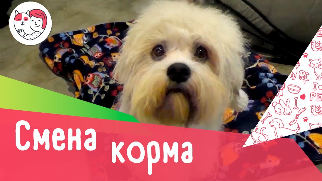 7 признаков, что вашей собаке пора сменить корм