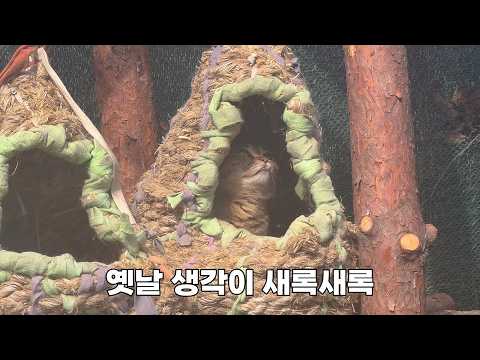 집사 없이도 11냥이들이 안심할 수 있는 여름 마당 작업