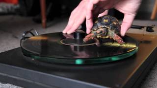 Turtle - Parry Gripp