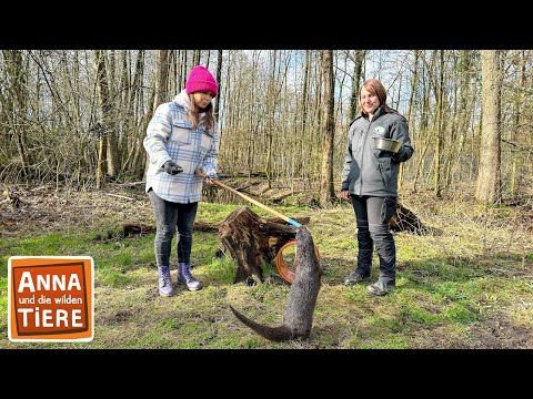 Schwimmkurs für die Fischotter | Reportage für Kinder | Anna und die wilden Tiere