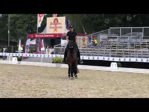 Stute von Don Romanov