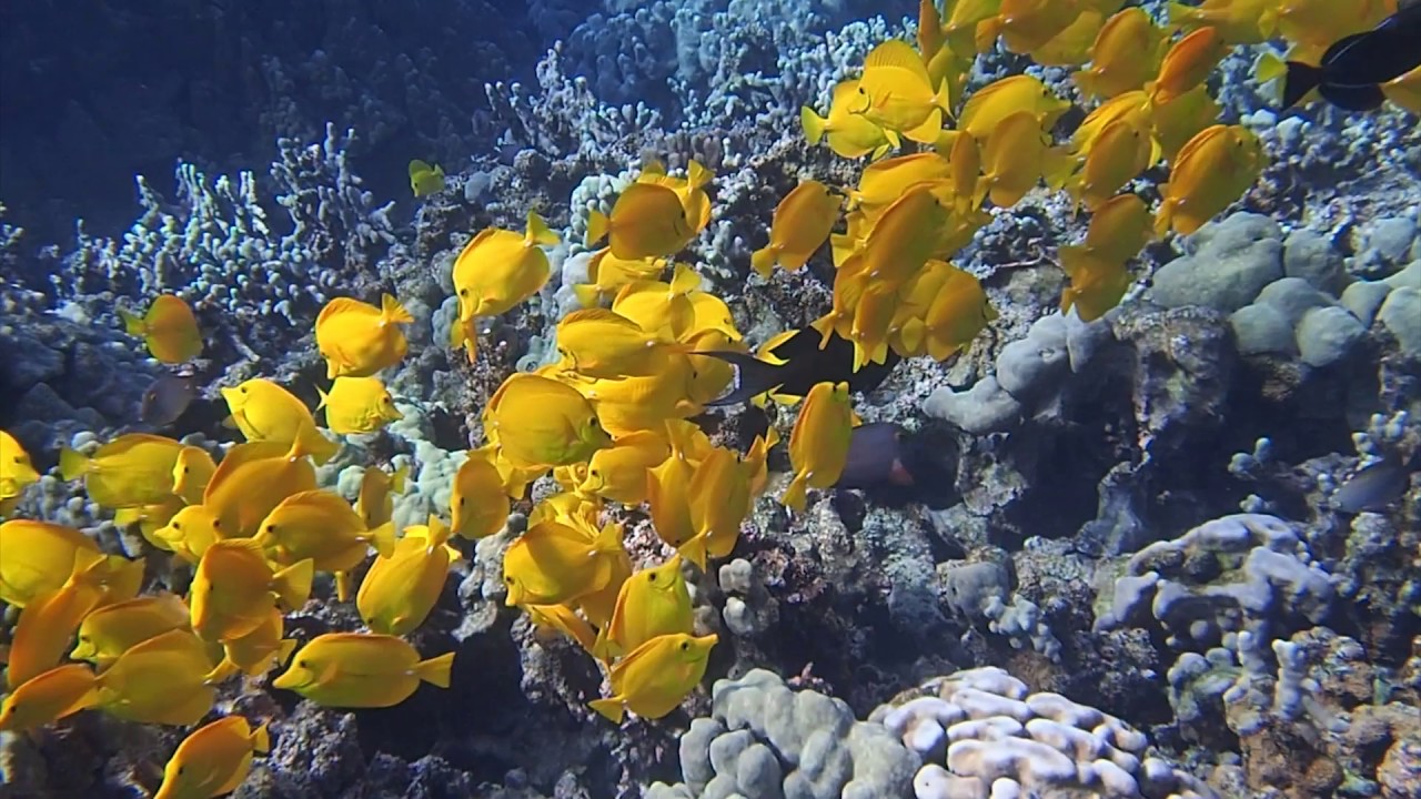 Yellow Tang • Care Guide (Tank Setup, Mates & Breeding)