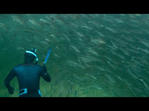 Spearfishing The Undesirables Ep 11 Australian Salmon - Kahawai