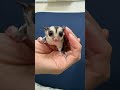 フクロモモンガのYouTubeサムネイル画像