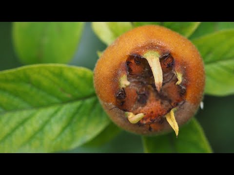 MEDALTERY IS AN EXTREMELY HEALTHY FRUIT UNJUSTLY NEGLECTED. HERE'S HOW TO GROW IT