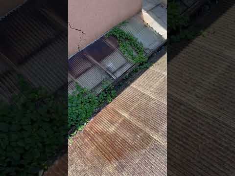 雑草の根を枯らす天然除草剤を発見しましょう！  庭園