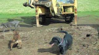 rat catching with farm dogs about 250 rats part 1 rats fail