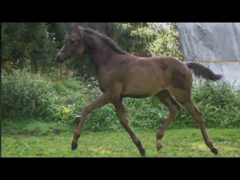 Stutfohlen von Millennium x Don Kennedy x Sau Paulo!