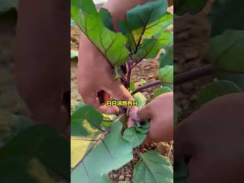 茄子高产的小妙招分享给大家 #种植小技巧 #农业种植技术 #学种菜