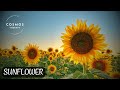 The Amazing Story Of Sunflowers A Short Documentary