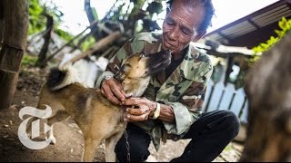 In Thailand, Tracking the Dog Trade | The New York Times