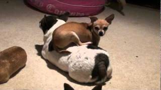 Piggyback Doggy