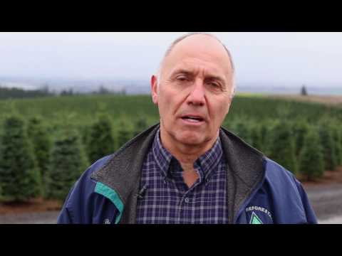 Tour of an Oregon Christmas tree farm