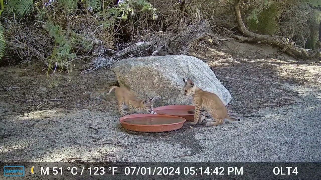 S2E5: Six Months Ago...with the bobcat kittens (the first day the wildlife camera recorded them)