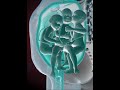 PRECIOUS MOMENTS OF TRIPLETS INSIDE THE WOMB 3D ANIMATION
