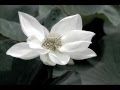 Amrit Kirtan - Aad Guray Nameh 