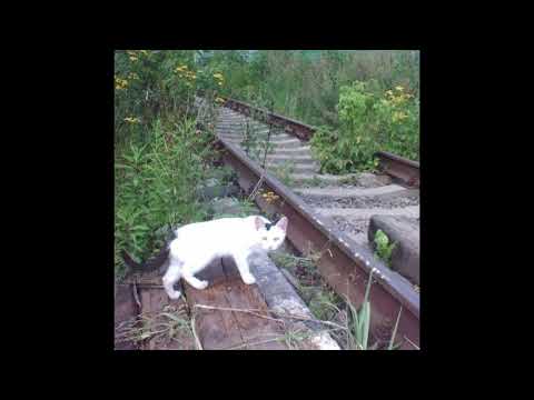 [free for profit] indie rock x bedroom pop type beat - "katze"