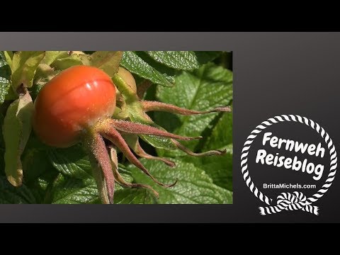 Die Schuppenflechte die Diät die Banane Die Frühstücke bei atopitscheskom die Hautentzündung