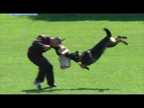 Urri z Kurimskeho haje - 3rd.Qualification Trial FCI and WUSV 2016 - C:97