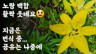 농장의 노랑 백합, 활짝 웃네요! /지금은 번식중... 공유는 나중에^~^