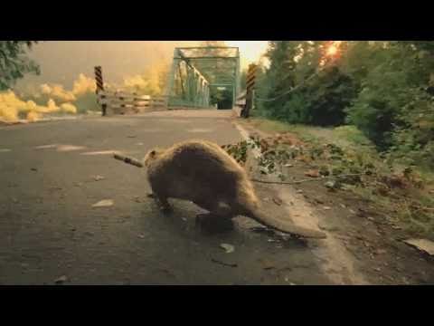 Bridgestone - Beaver-Super Bowl Commercial