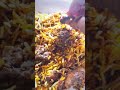 Surat Ka Special Kashmiri Biriyani Ytshorts Shorts Youtubeshorts