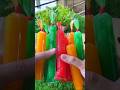 Shorts Make Colorful Ice Candies At Home Easyrecipe Ashortaday