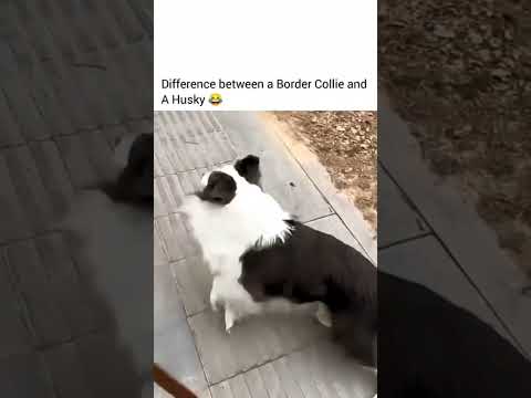 Husky Vs Border Collie