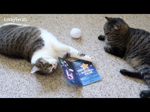 The Cats Got Me The Cutest Birthday Card and Stella’s In Love With It!