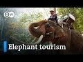 Elephant Rides In Thailand Fun Or Cruel DW Documentary