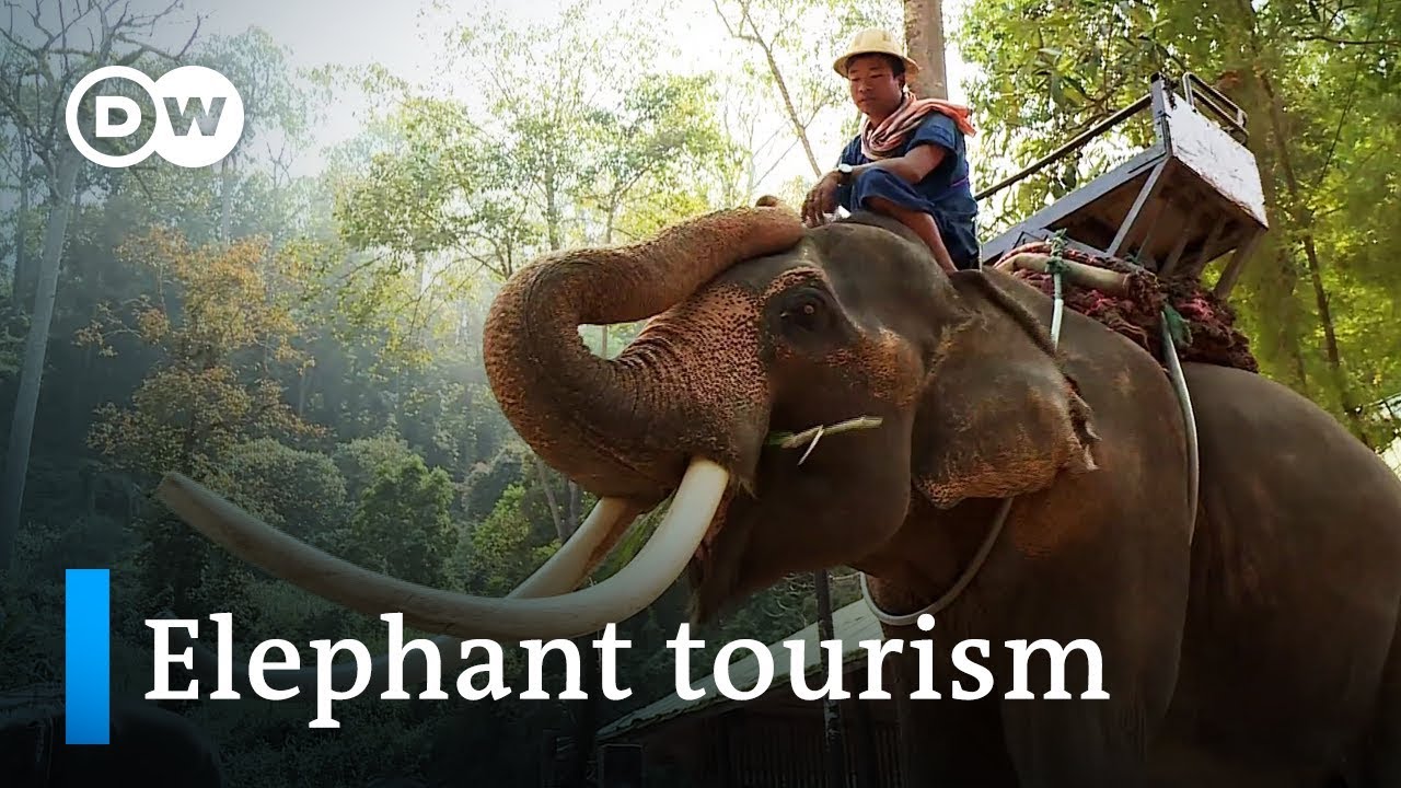 Elephant rides in Thailand: Fun or cruel?