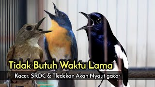 Download lagu TLEDEKAN GUNUNG GACOR NGEROLL AMPUH PANCING EMOSI KACER DAN SRDC mp3