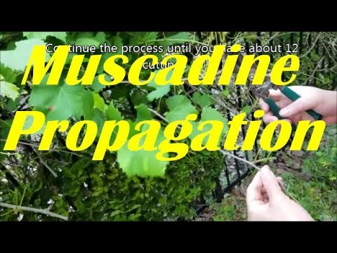 , title : 'How to Propagate Muscadine Vines.  Big Juicy Muscadine Grapes