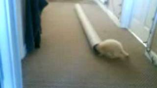 preview picture of video 'Ferrets playing in tube'