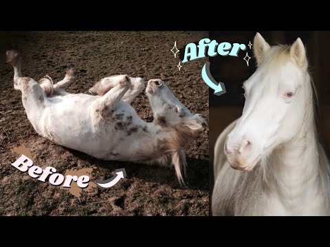 Pampering all of My Horses for 24 Hours! | This Esme AD