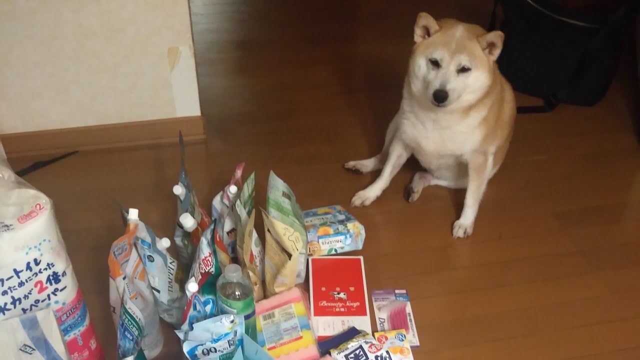 ASMR SATISFYING NAMILI STOCK HABANG DIPA MATAAS ANG PRICE #shortsvideo #shibainu #asmr