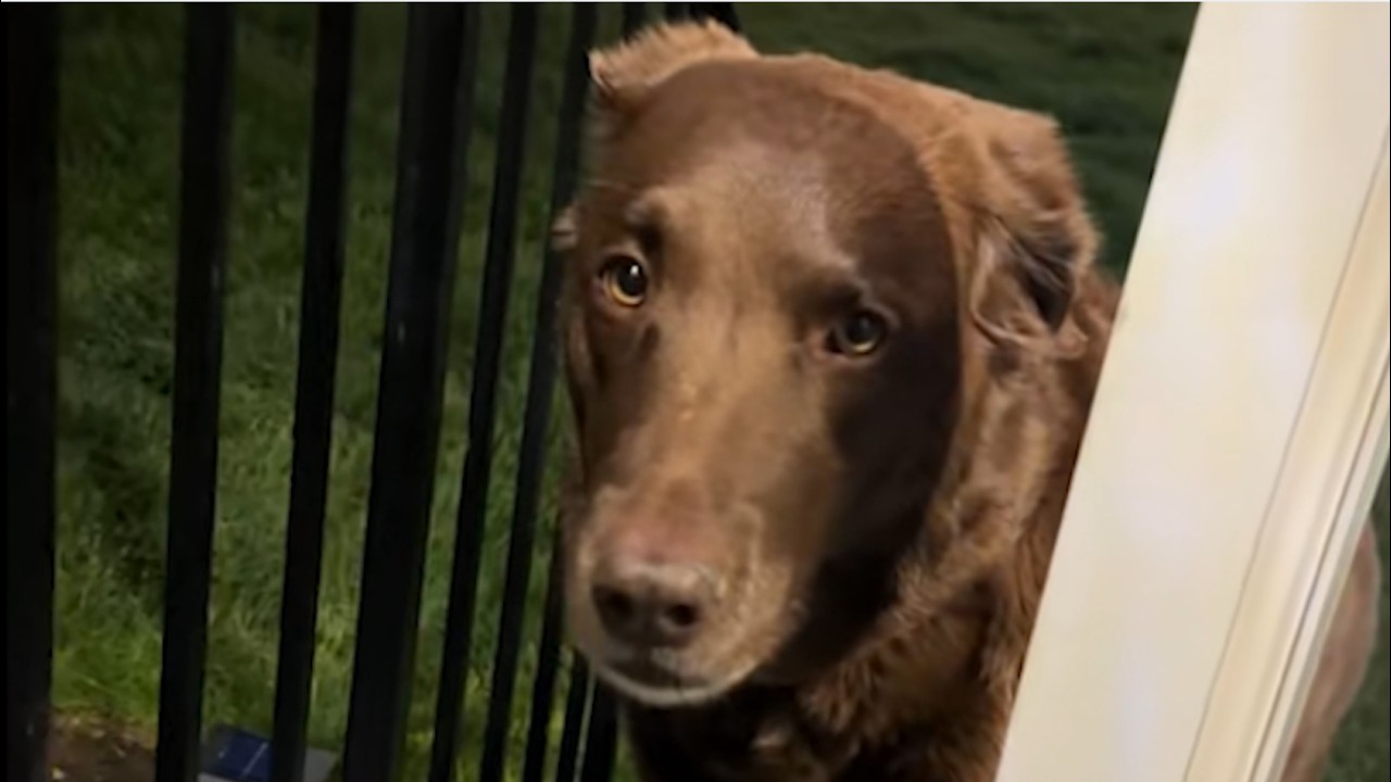 Dog Not Allowed Inside With Mouthful Of Mulch || ViralHog